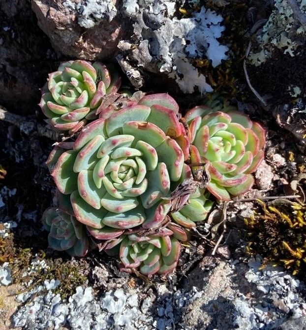 Echeveria sedeveria 'Blue Elf'